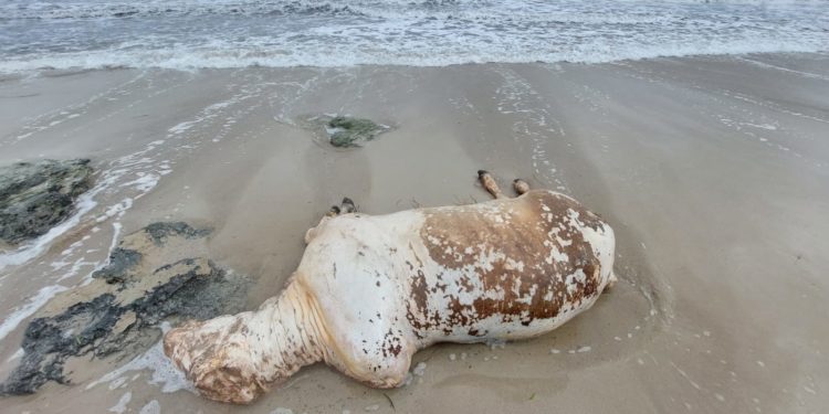 Imagen del animal en la orilla de la playa ibicenca. Fotos: Lorena Portero