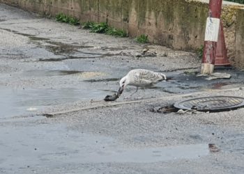Una gaviota con lo que parece una rata muerta en la zona del vertido. Fotos de Ciudadanos Ibiza