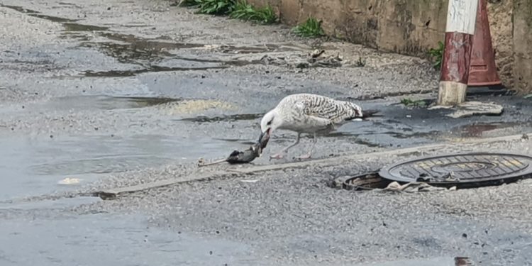 Una gaviota con lo que parece una rata muerta en la zona del vertido. Fotos de Ciudadanos Ibiza