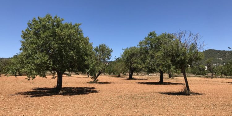 Un terreno en Sant Jordi. Foto L. F. A.
