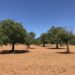 Un terreno en Sant Jordi. Foto L. F. A.