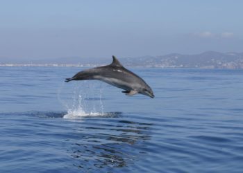 Delfín en la costa de Ibiza. Imagen A. Tursiops