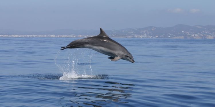Delfín en la costa de Ibiza. Imagen A. Tursiops