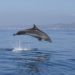 Delfín en la costa de Ibiza. Imagen A. Tursiops