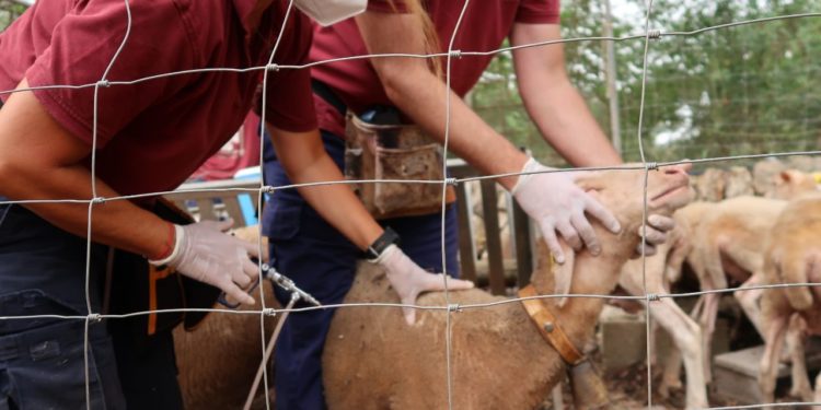 Campaña de vacunación contra la lengua azul. Foto Caib