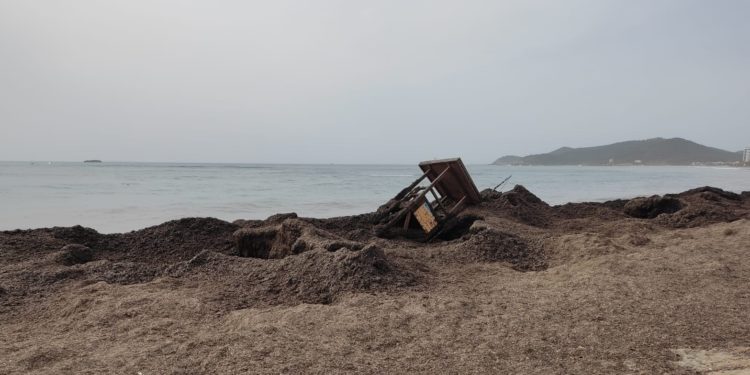 Caseta de los socorristas derribada en Platja d'en Bossa tras el último temporal marítimo y rodeada de posidonia. Foto J. P.