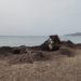 Caseta de los socorristas derribada en Platja d'en Bossa tras el último temporal marítimo y rodeada de posidonia. Foto J. P.
