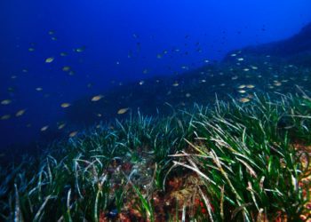 Posidònia. Foto: Joan Costa.