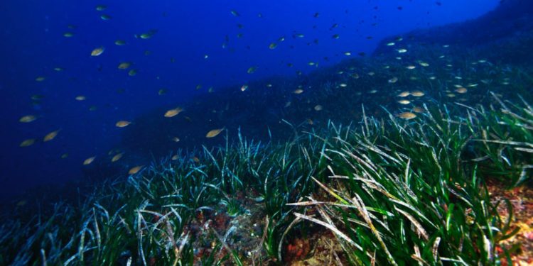 Posidònia. Foto: Joan Costa.