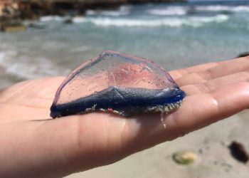 Foto de Salvem sa Badia de Portmany