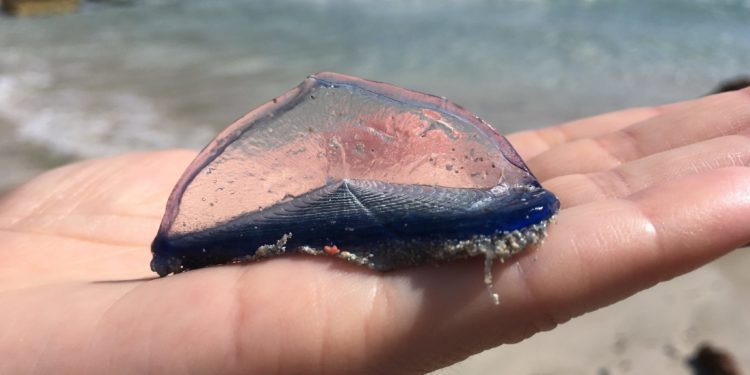 Foto de Salvem sa Badia de Portmany