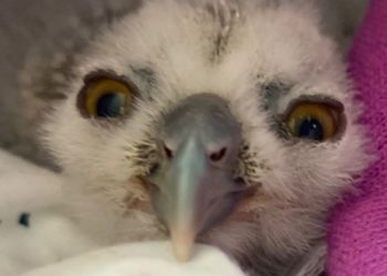 El pollito de búho rescatado.