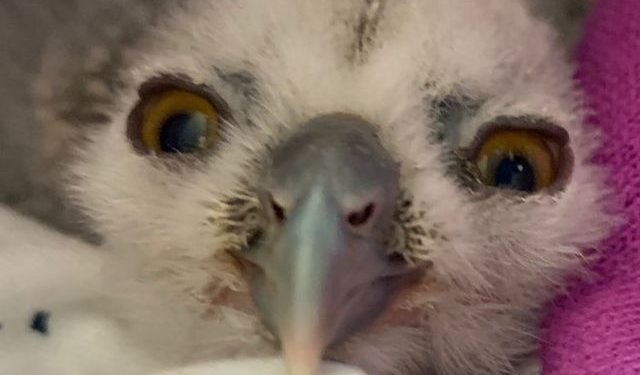 El pollito de búho rescatado.