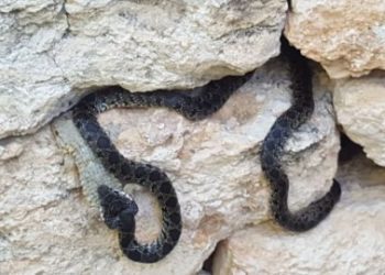 Serpiente en una imagen de archivo