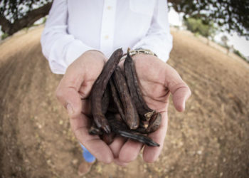 Algarrobas. Imagen de Frutos Secos Ibiza