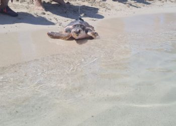Una de las tortugas liberadas hoy.
