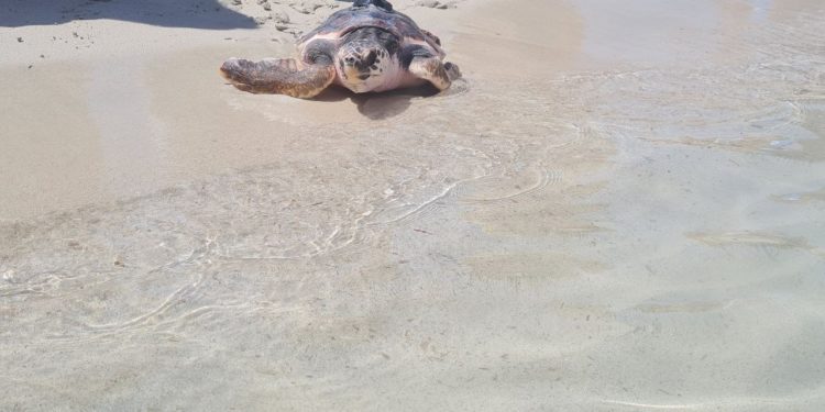 Una de las tortugas liberadas hoy.