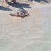 Una de las tortugas liberadas hoy.