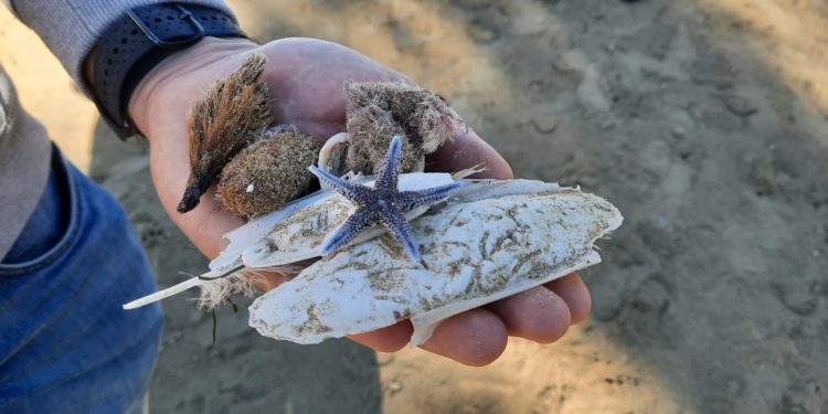 Imagen del proyecto de custodia marina. Salvem Sa Badia de Portmany.