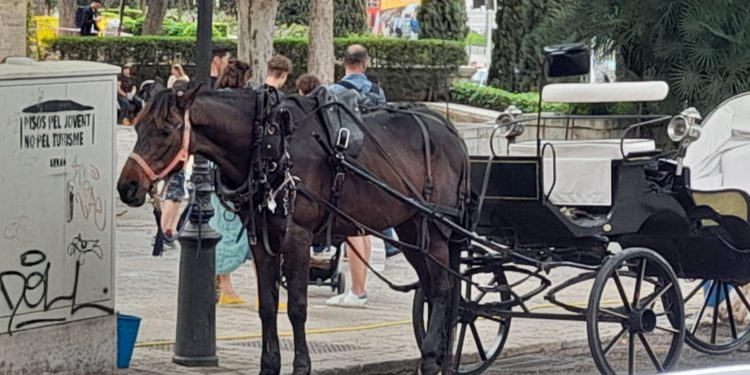 Calesa en una imagen de archivo de los ecologistas Progreso en Verde con otro animal maltratado
