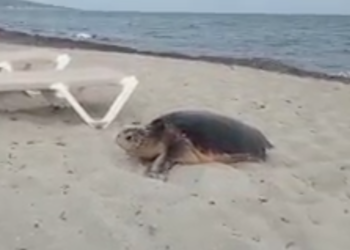 Imagen de archivo de una tortuga en una playa de Formentera. Imagen RàdioIlla.