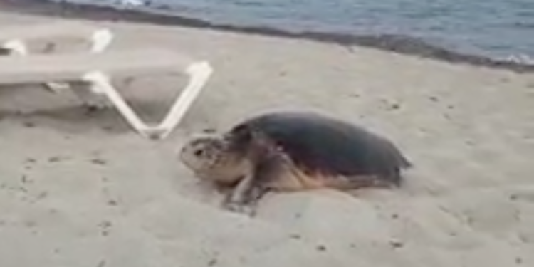 Imagen de archivo de una tortuga en una playa de Formentera. Imagen RàdioIlla.