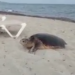 Imagen de archivo de una tortuga en una playa de Formentera. Imagen RàdioIlla.