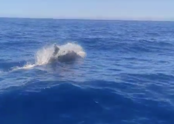 Una captura del vídeo cedido a Noudiari por Rambo Viñals.