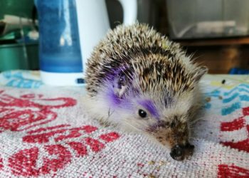 Un erizo herido por una desbrozadora. Perdió púas, una oreja y parte de la nariz. Foto Can Hog