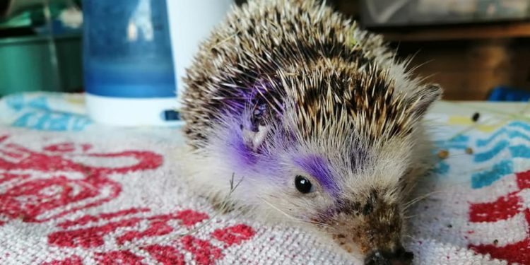 Un erizo herido por una desbrozadora. Perdió púas, una oreja y parte de la nariz. Foto Can Hog