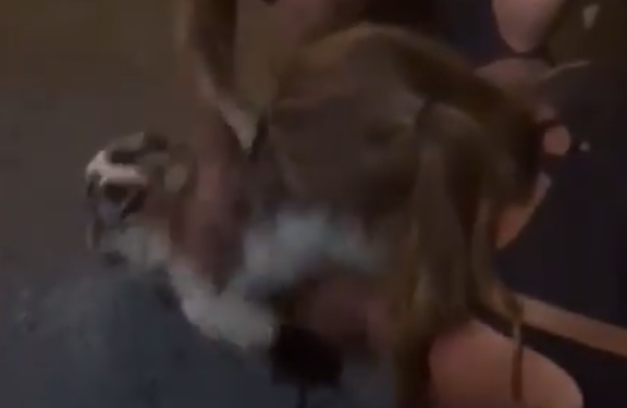 Momento del reencuentro entre Jolie y sus dueños, que viajaban en su barco destino a Ibiza cuando el perro cayó por la borda.