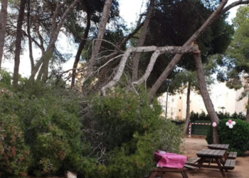 El pino, instantes después de derrumbarse. Foto de Cecilia Mariana Martín