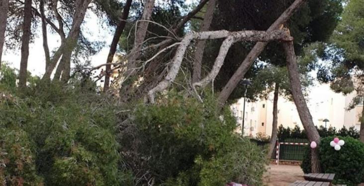 El pino, instantes después de derrumbarse. Foto de Cecilia Mariana Martín