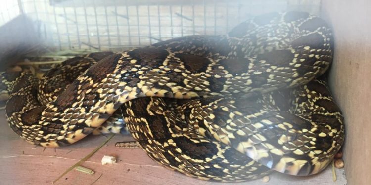 Serpiente en una trampa.