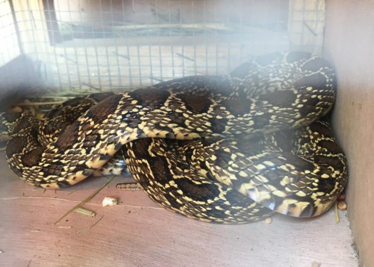 Serpiente en una trampa de Ibiza.