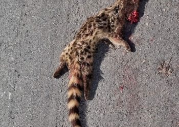 Una jineta atropellada, hallada hoy en la carretera de Cala Vedella. Autor de la imagen: Tufotodeibiza