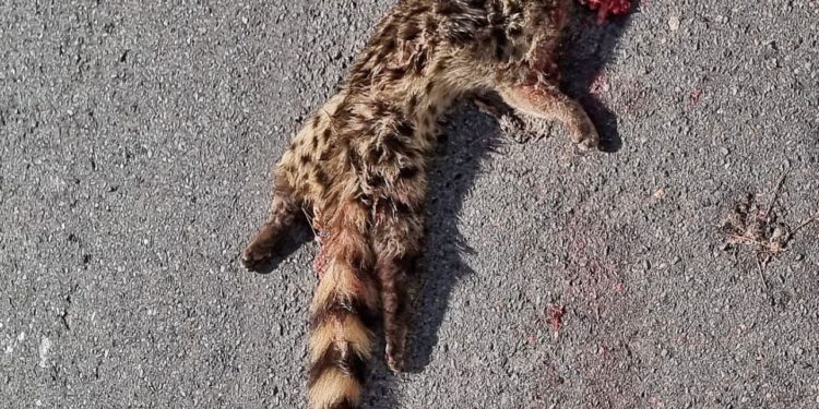 Una jineta atropellada, hallada hoy en la carretera de Cala Vedella. Autor de la imagen: Tufotodeibiza