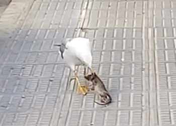 Imagen cedida a Noudiari.