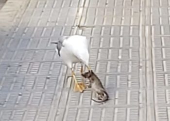 Una gaviota se come a una rata en la ciudad de Ibiza el pasado 27 de junio.