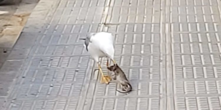 Una gaviota se come a una rata en la ciudad de Ibiza el pasado 27 de junio.