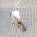 Una gaviota se come a una rata en la ciudad de Ibiza el pasado 27 de junio.