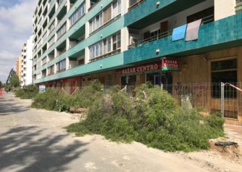 Los árboles cortados esta mañana en un nuevo tramo de obra de Isidor Macabich.