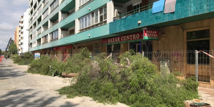 Los árboles cortados esta mañana en un nuevo tramo de obra de Isidor Macabich.