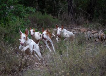 Imatge cedida pel Consell d'Eivissa.