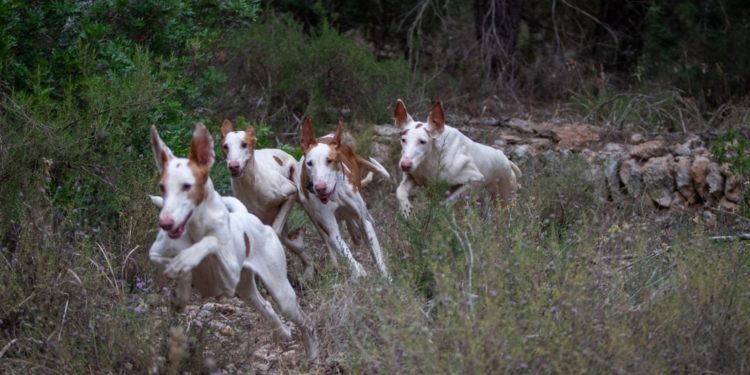 Imatge cedida pel Consell d'Eivissa.