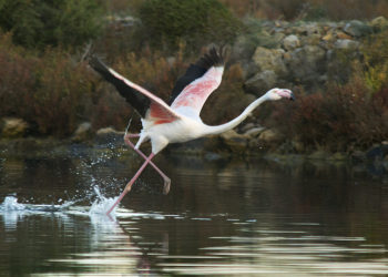 Flamenco en ses Salines. Foto: Joan Costa.