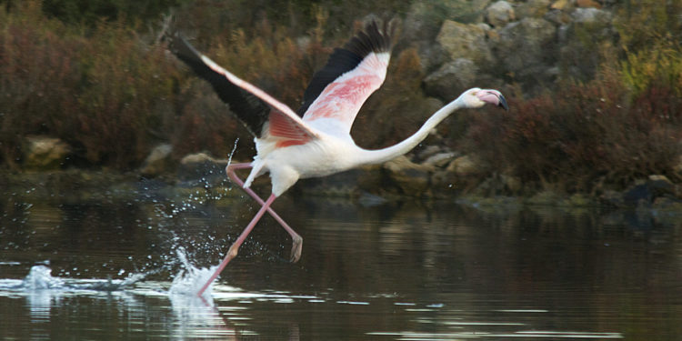 Flamenco en ses Salines. Foto: Joan Costa.