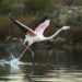 Flamenco en ses Salines. Foto: Joan Costa.