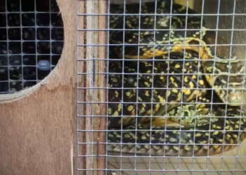 Serpiente en una trampa en julio de este año.