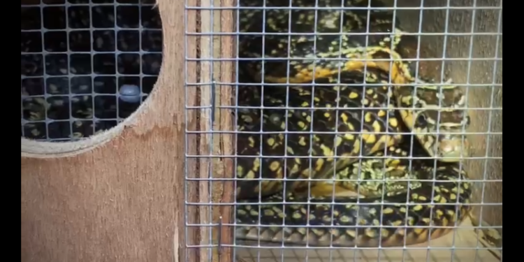 Serpiente en una trampa en julio de este año.